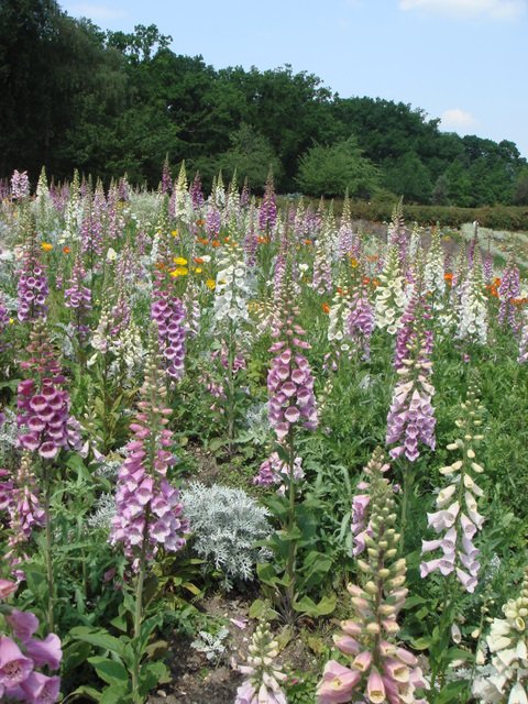 Digitalis et pavot